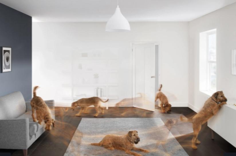 A dog runs around the house, creating a mess.