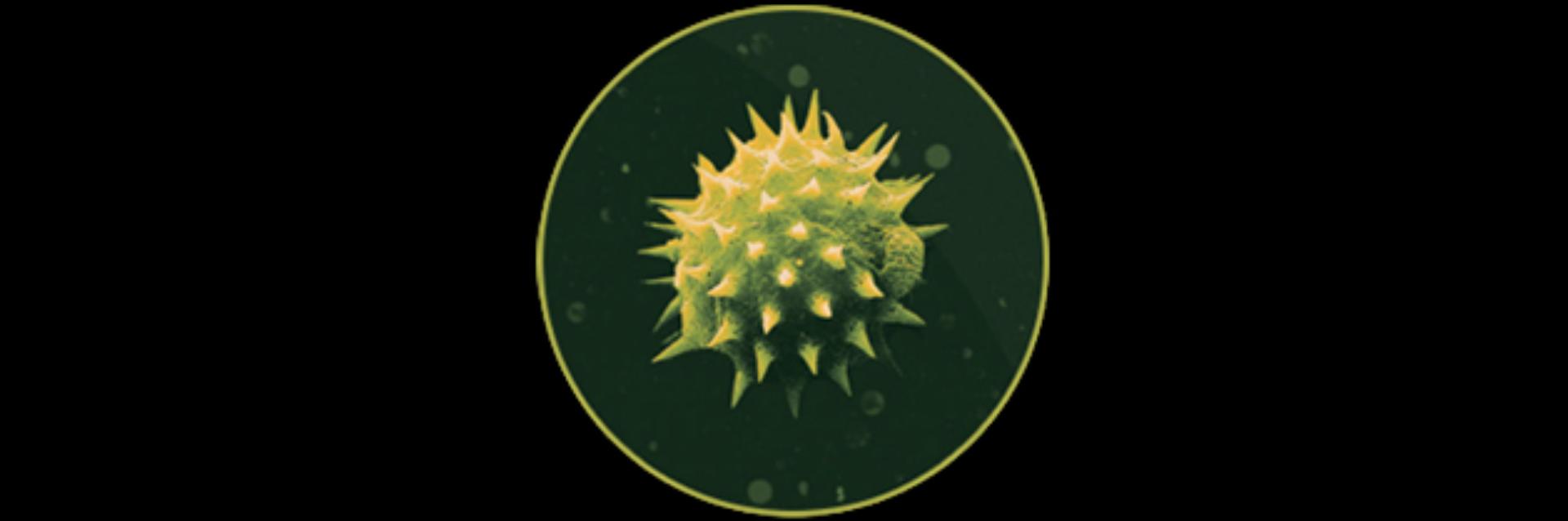 pollen molecule