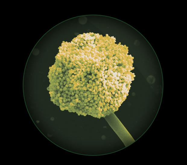 Close up of PM 5.0 particles