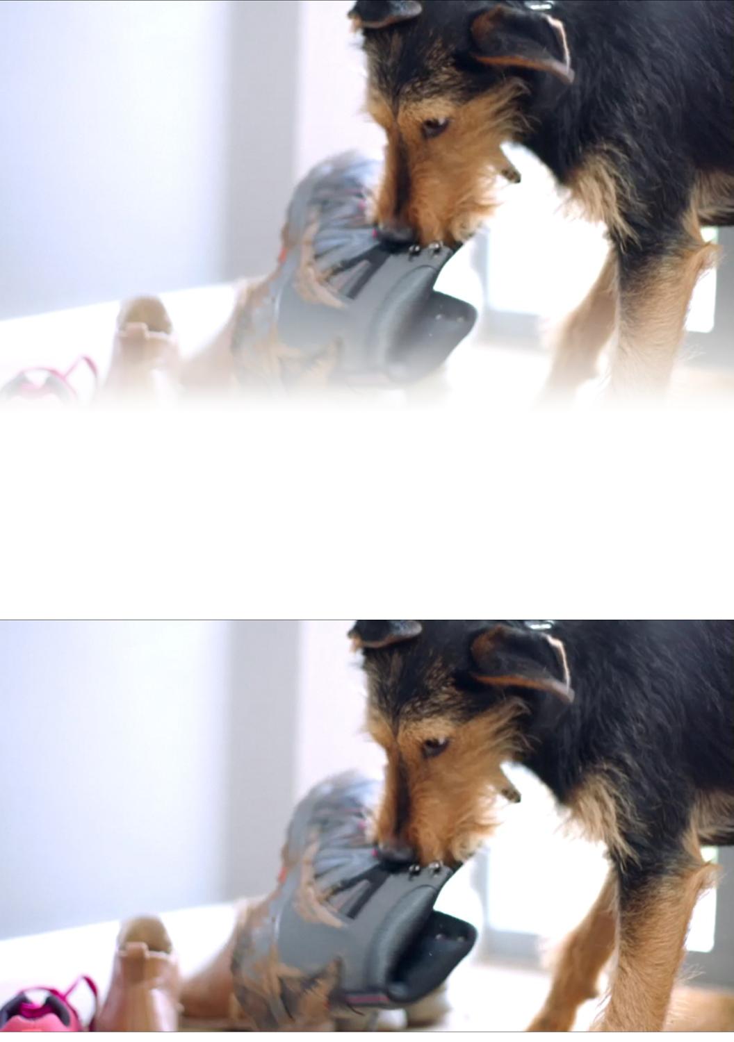 Still from video of dog playing with boot.