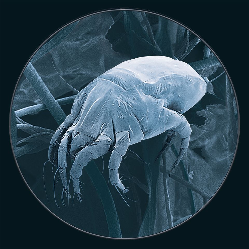 de quoi se compose la poussière