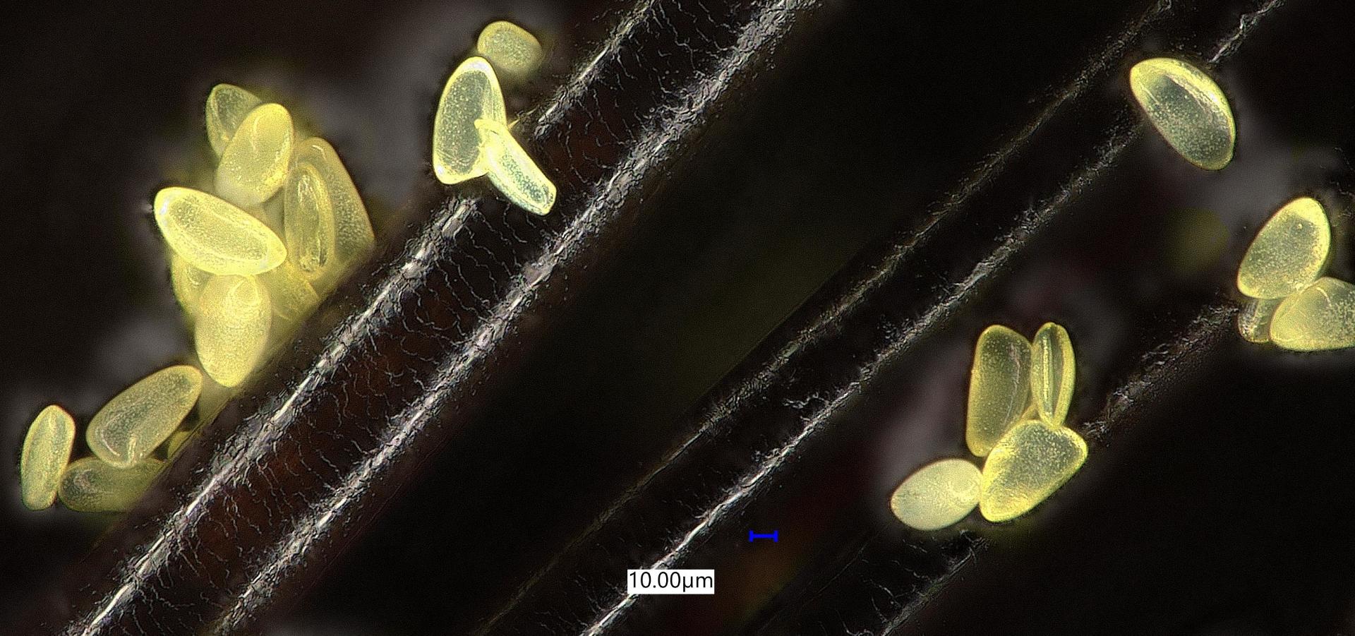 Mikroskop altında görülen bir saç teline yapışmış polen parçacıkları