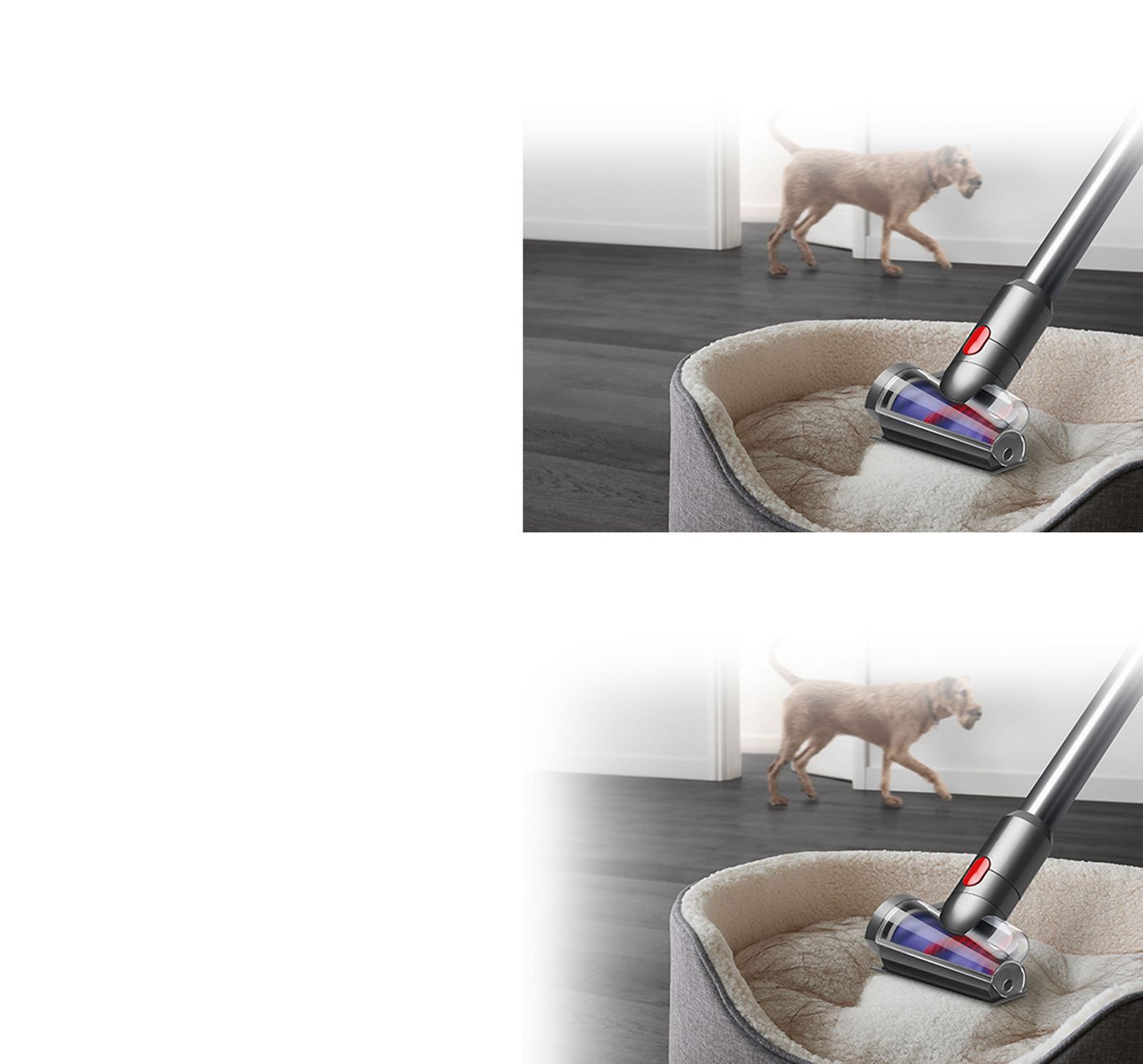 v15 contre les allergies aux squames d'animaux