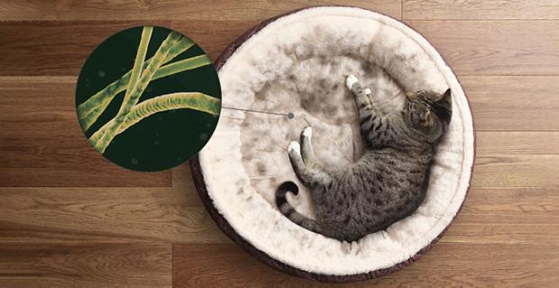 Top tips cleaning pet hair