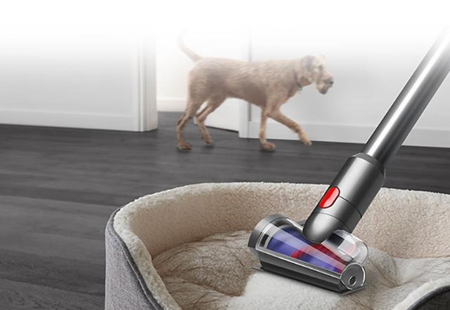 How to Remove Dog Hair from Car Carpets And Reduce Allergies: Easy Tips