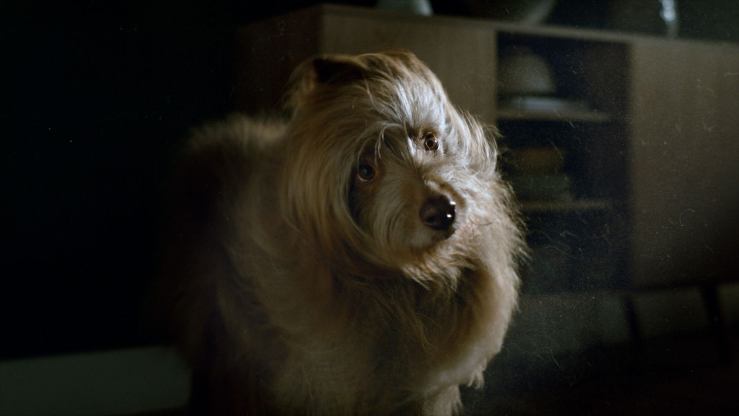 V15 Dyson Aspirateur à main pour les poils de chien sur le canapé