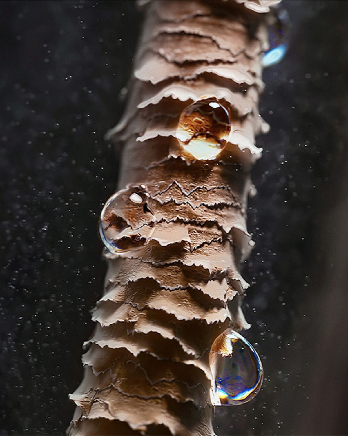 Microscope view of a hair strand.