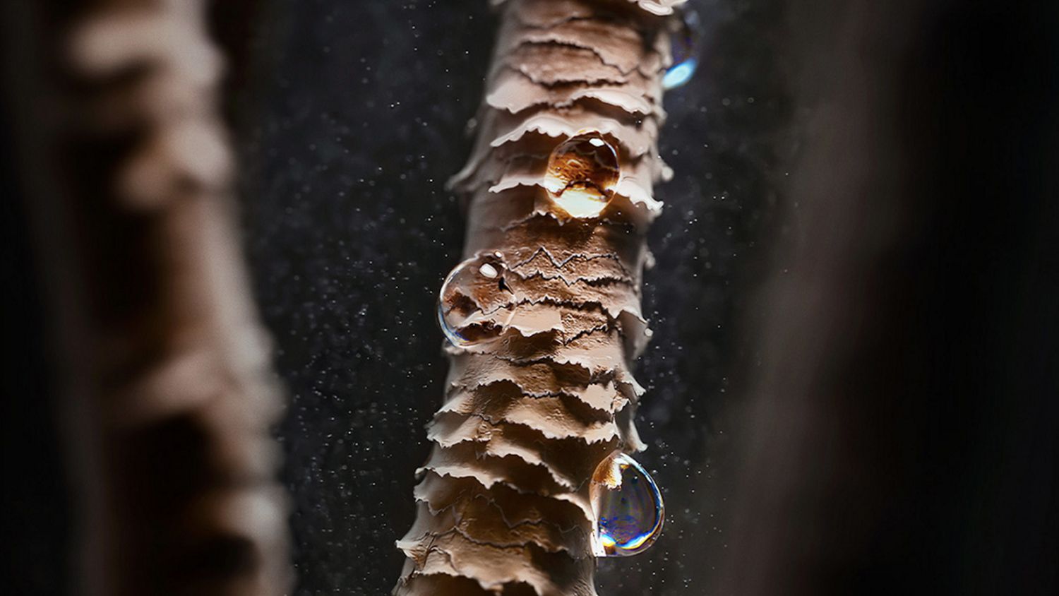 Microscope view of a hair strand.