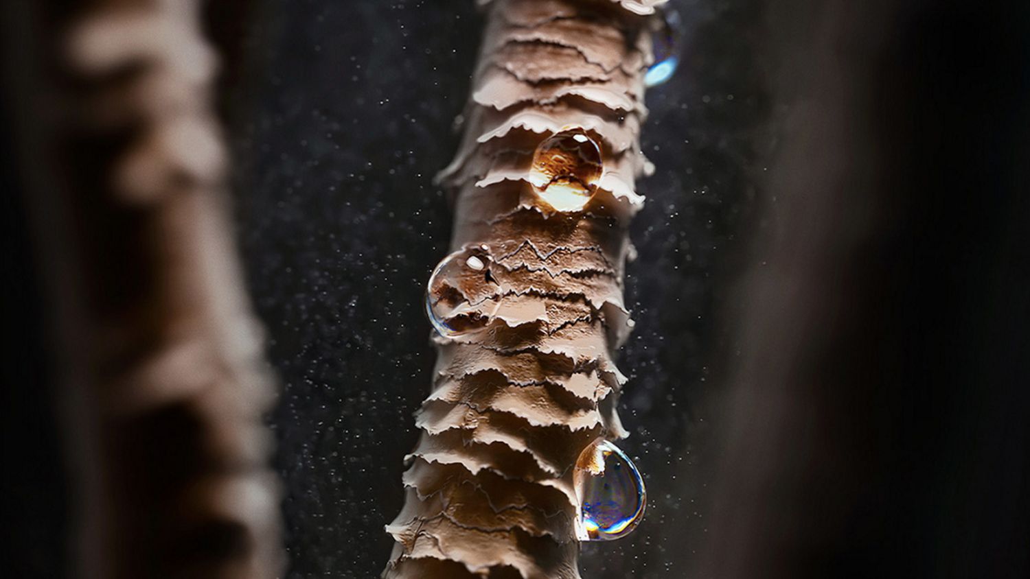 Microscope view of a hair strand.