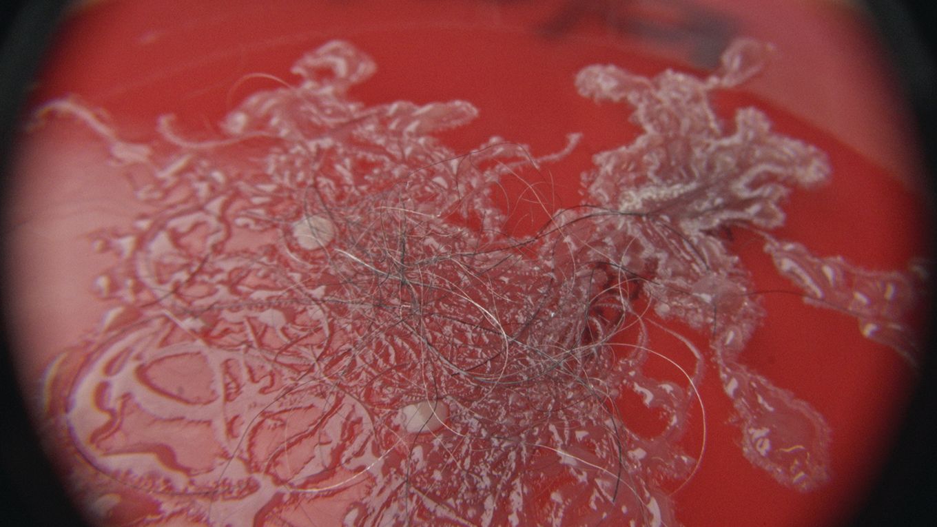 Tierhaare unter Mikroskop