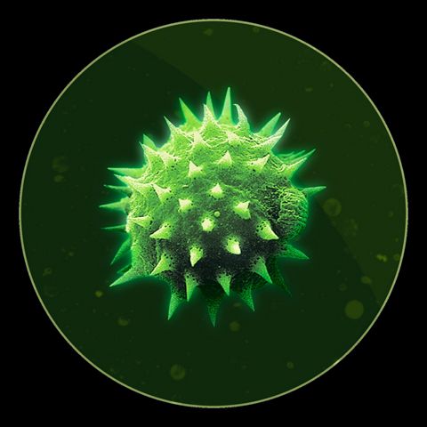 Bilde av pollen under et mikroskop