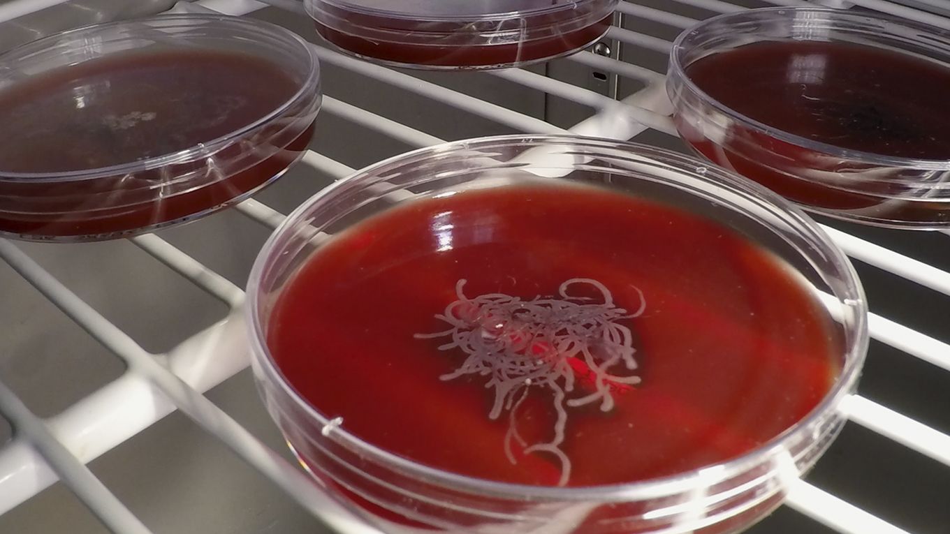 Nahaufnahme von Tierhaaren 