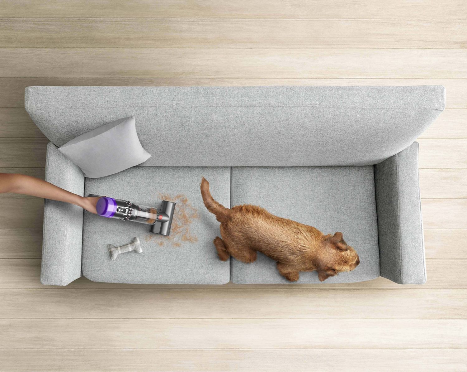  Dyson cordless vacuum used to remove pet hair from sofa next to dog