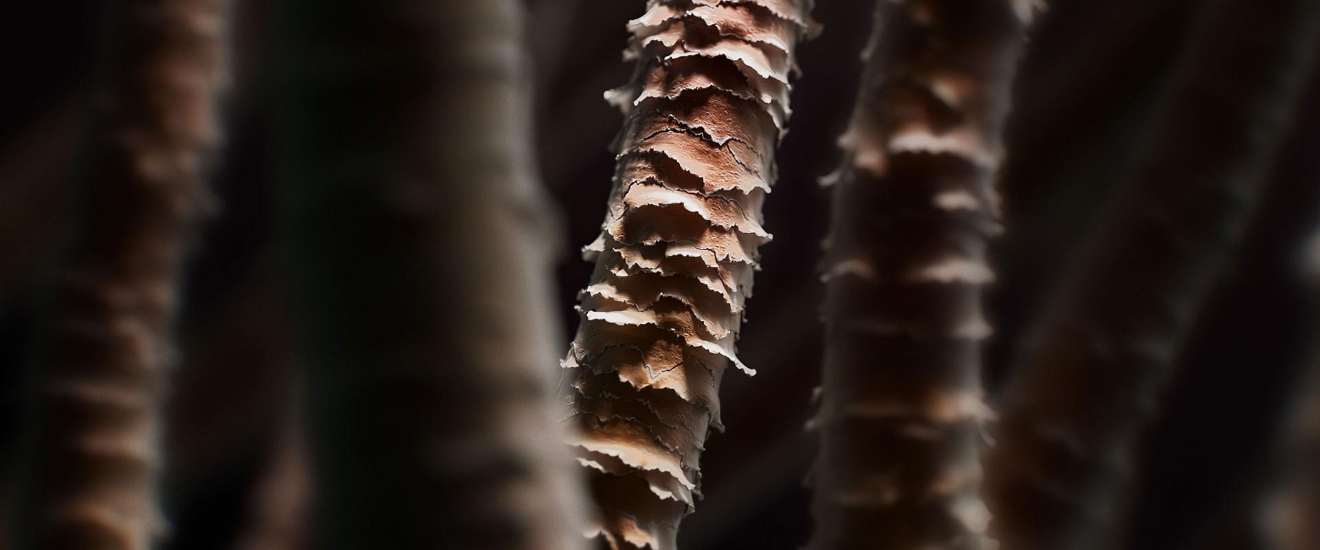 Zbliżenie na łuskę włosa i jej porowatość