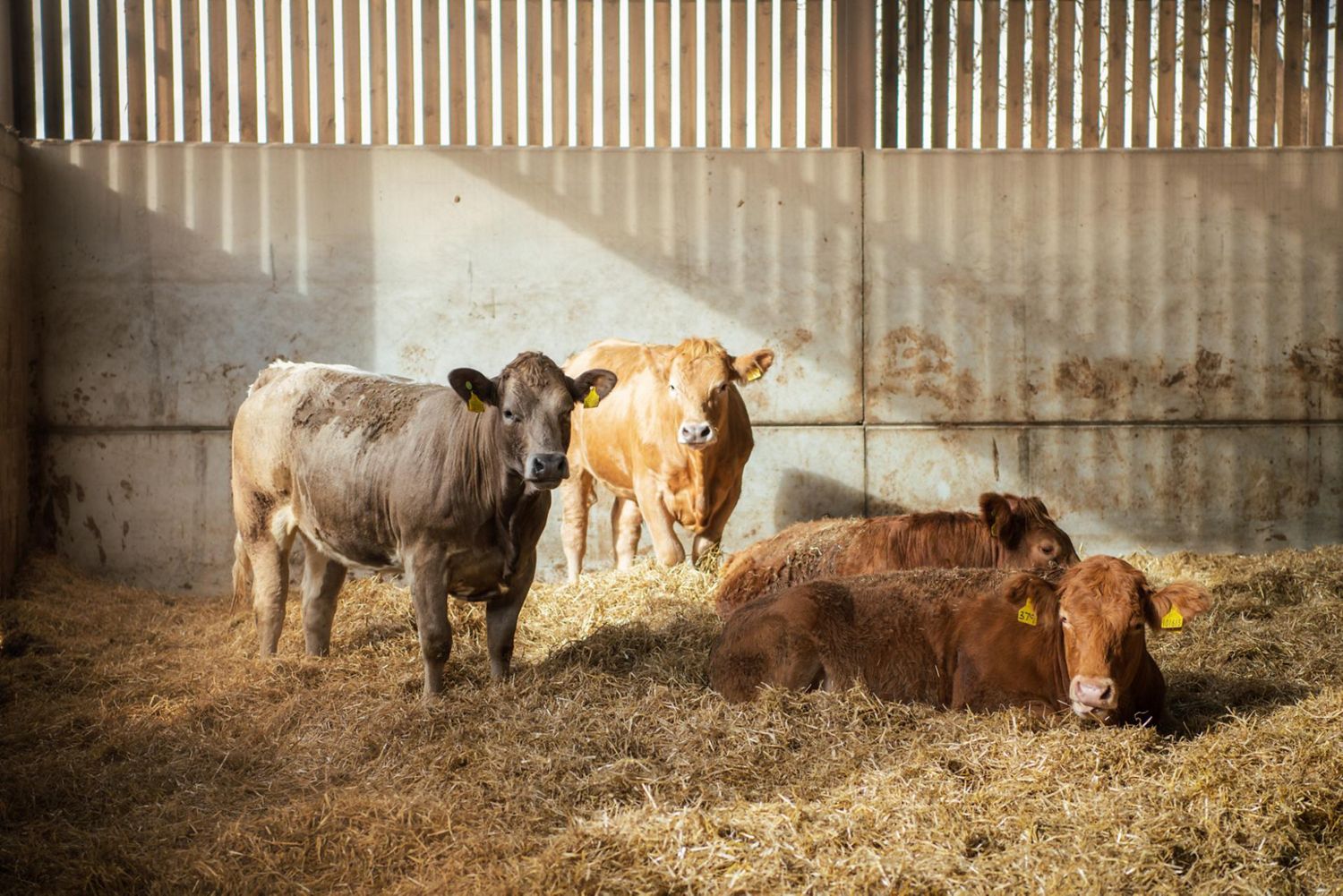 Cows at Dyson Farming site. Cows at Dyson Farming site.