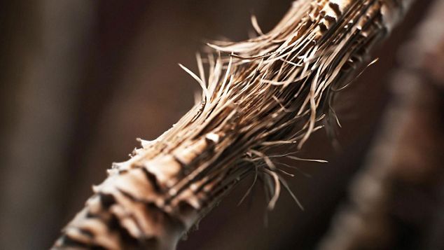 Nahaufnahme einer Haarsträhne mit Haarschäden