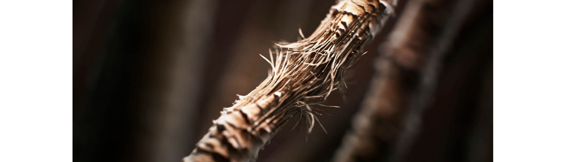 Hair strand under a microscope with signs of breakage