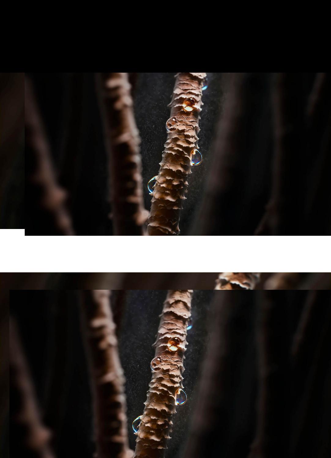 Hair strand under a microscope with signs of moisture