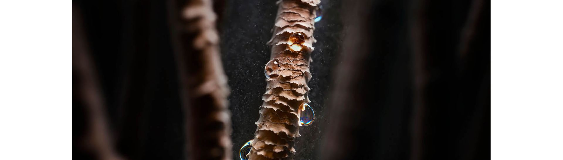 Hair strand under a microscope with signs of moisture