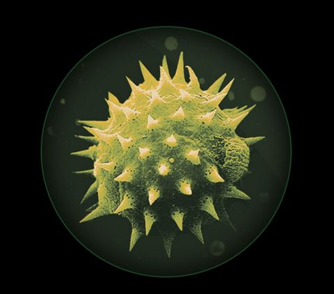 Close-up of microscopic particles