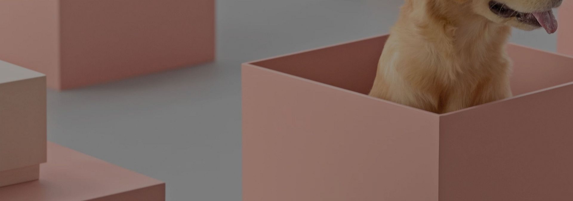 A dog sits in an open gift box.