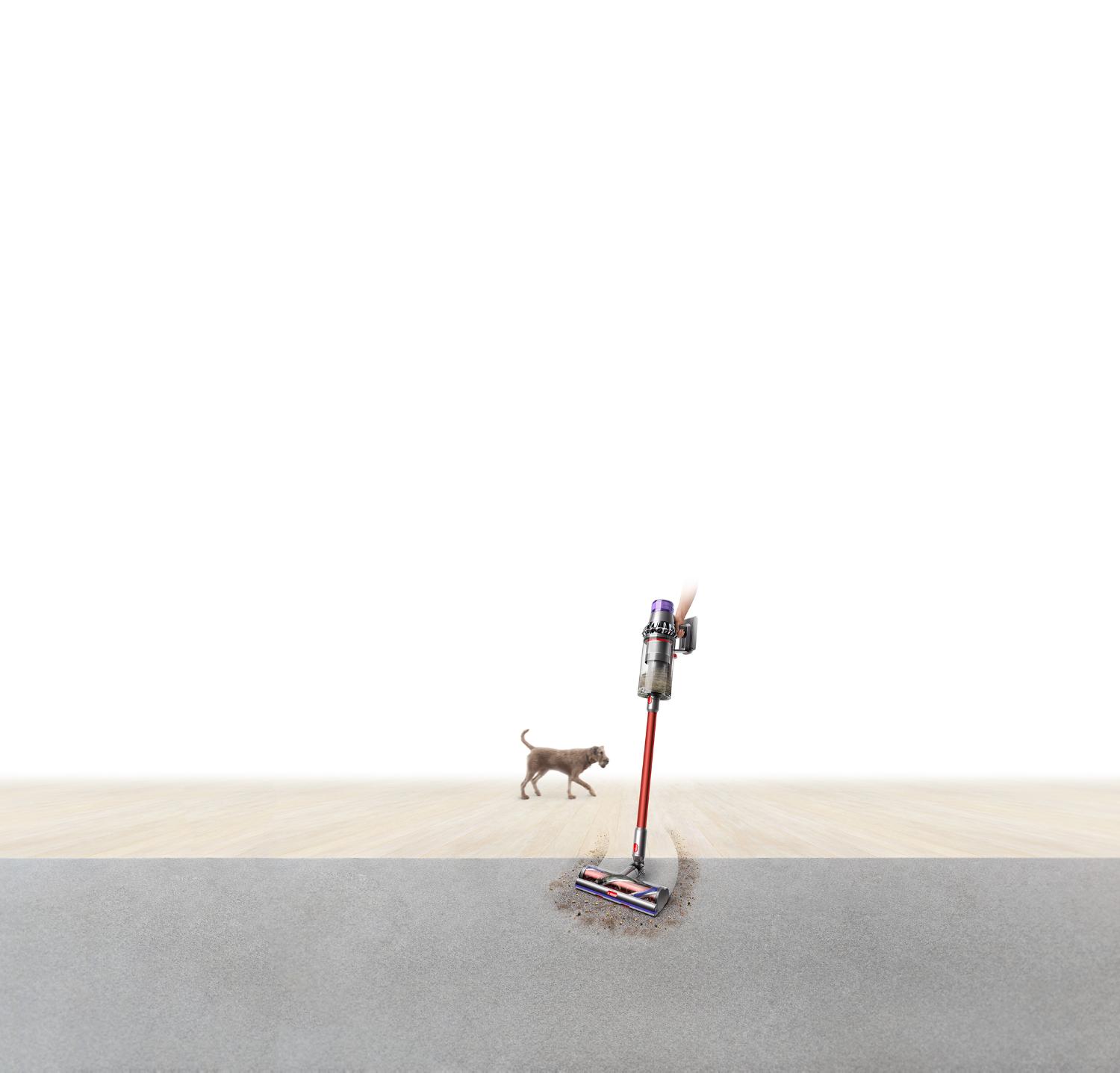Dyson Outsize vacuum cleans dog hair and dirt from carpet