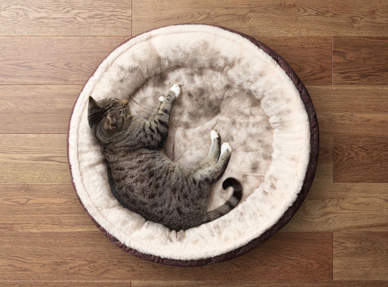 Tierhaarallergie bei Katzen