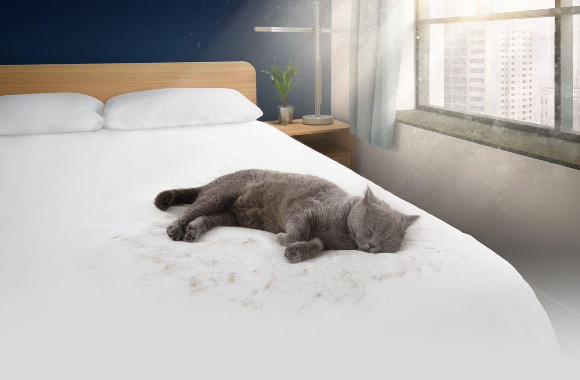 Katze liegt auf Bett
