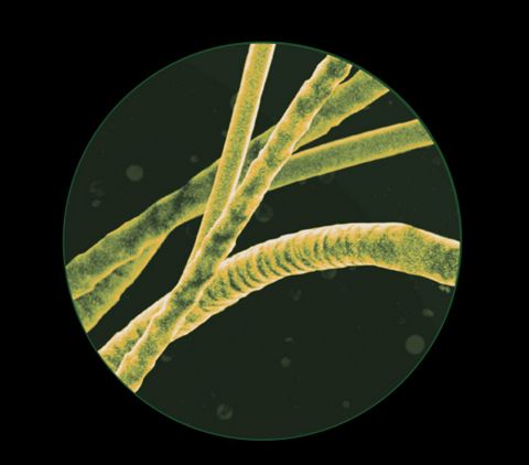 Allergènes provenant d’animaux