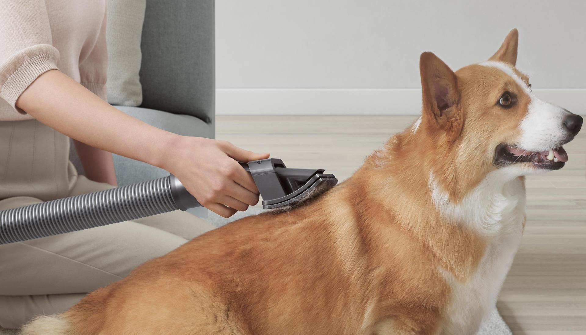 Pies wyczesywany przez końcówkę do groomingu Dyson