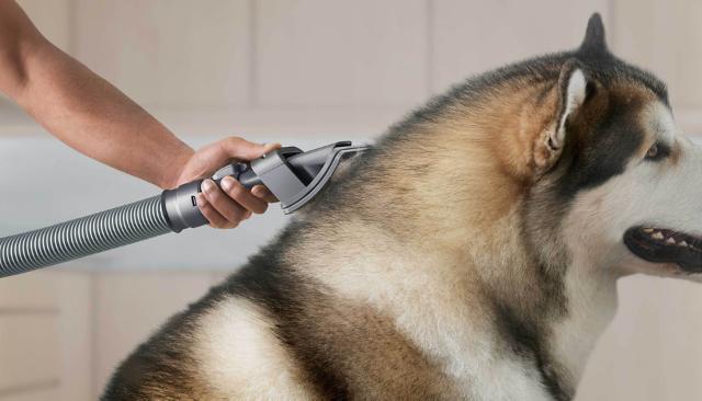 7 Tips And Tools From An Instagram Famous Dog Groomer  