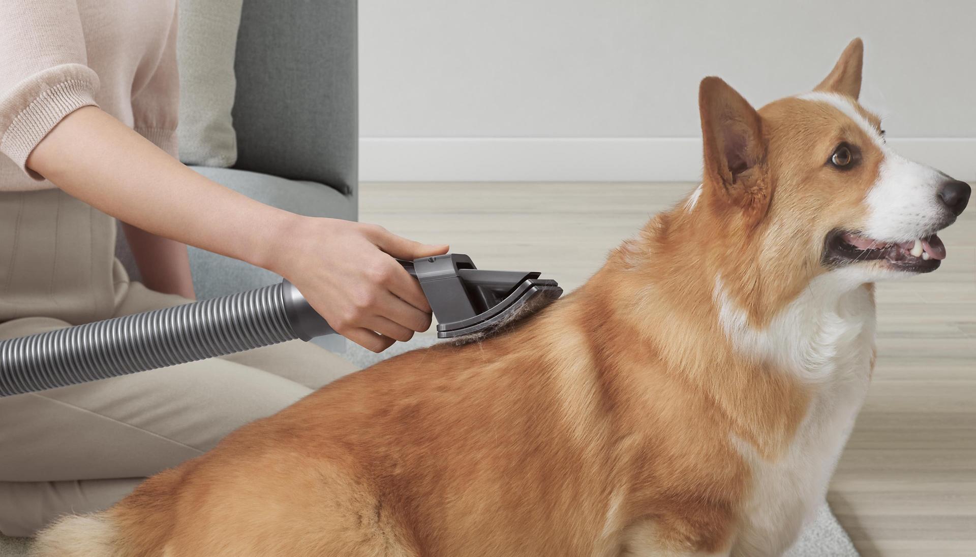 Pies wyczesywany końcówką do groomingu Dyson