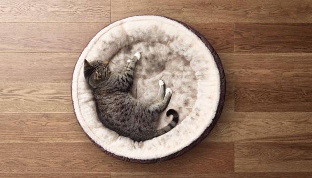 Kot leżacy na posłaniu