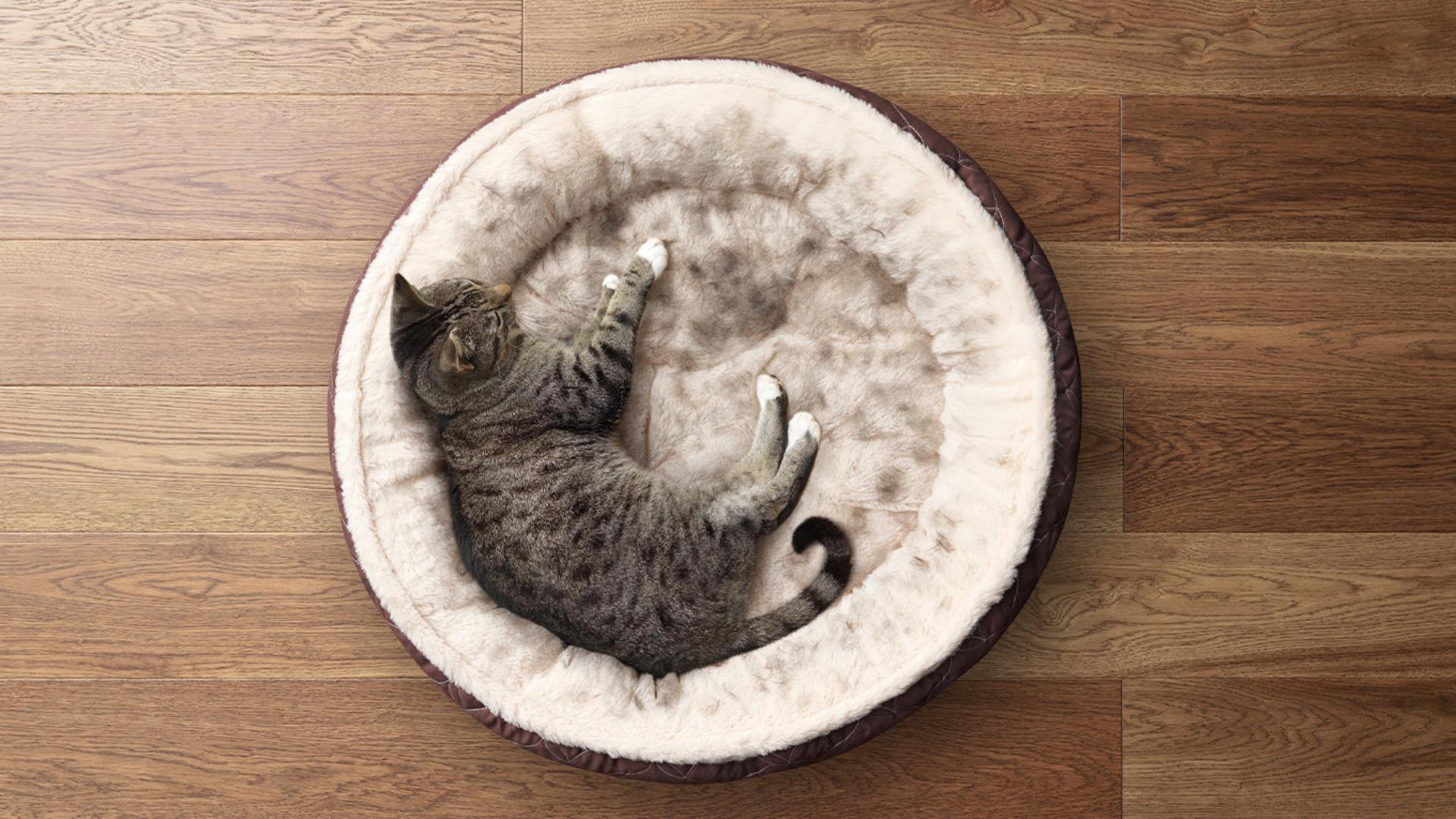 Kot śpiący w posłaniu