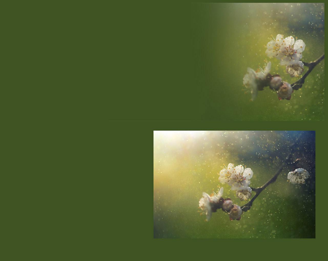 Spring blossom buds releasing pollen into the air