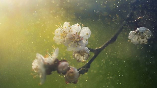 facts about pollen