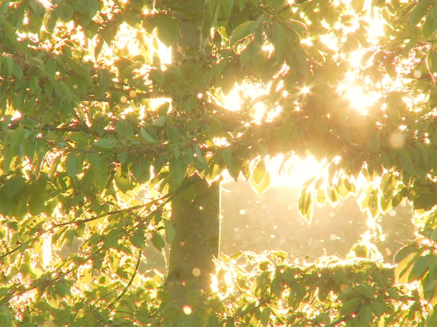Sun shining through leafy tree