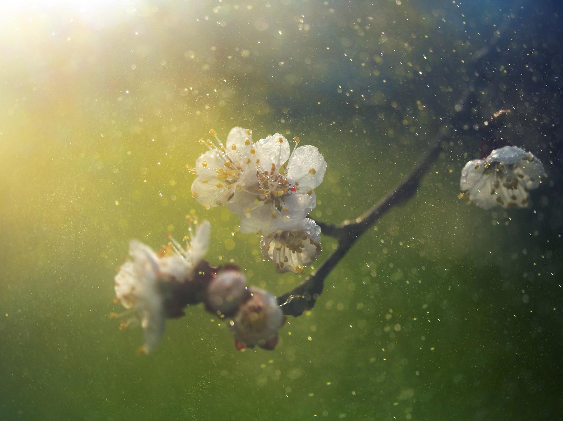 Bir ağaç dalından yayılan polenler.