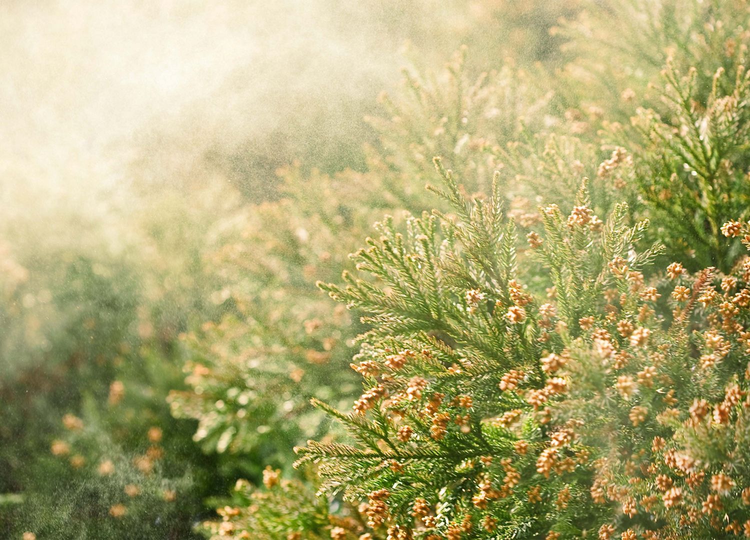 Frühlingsblütenknospen geben Pollen in die Luft ab.