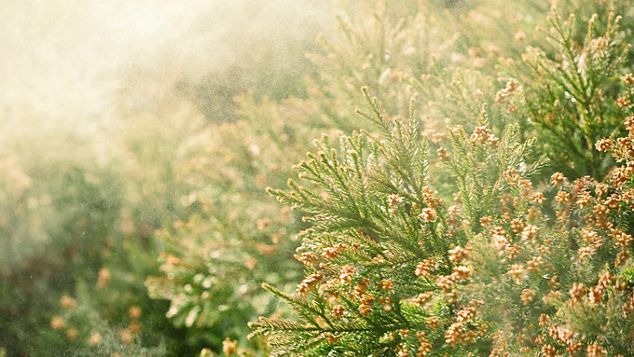What is the pollen count and why does it matter