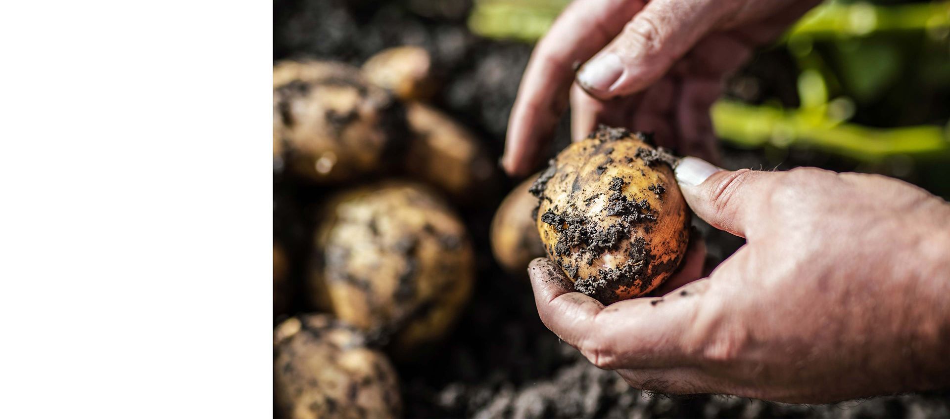Dyson technology and farming