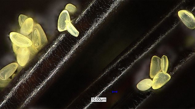Pollen particles stuck to a strand of hair, seen under a microscope