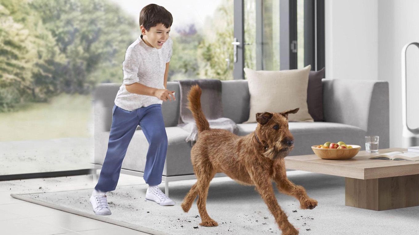 Lit pour animaux de compagnie avec aspirateur à main Dyson