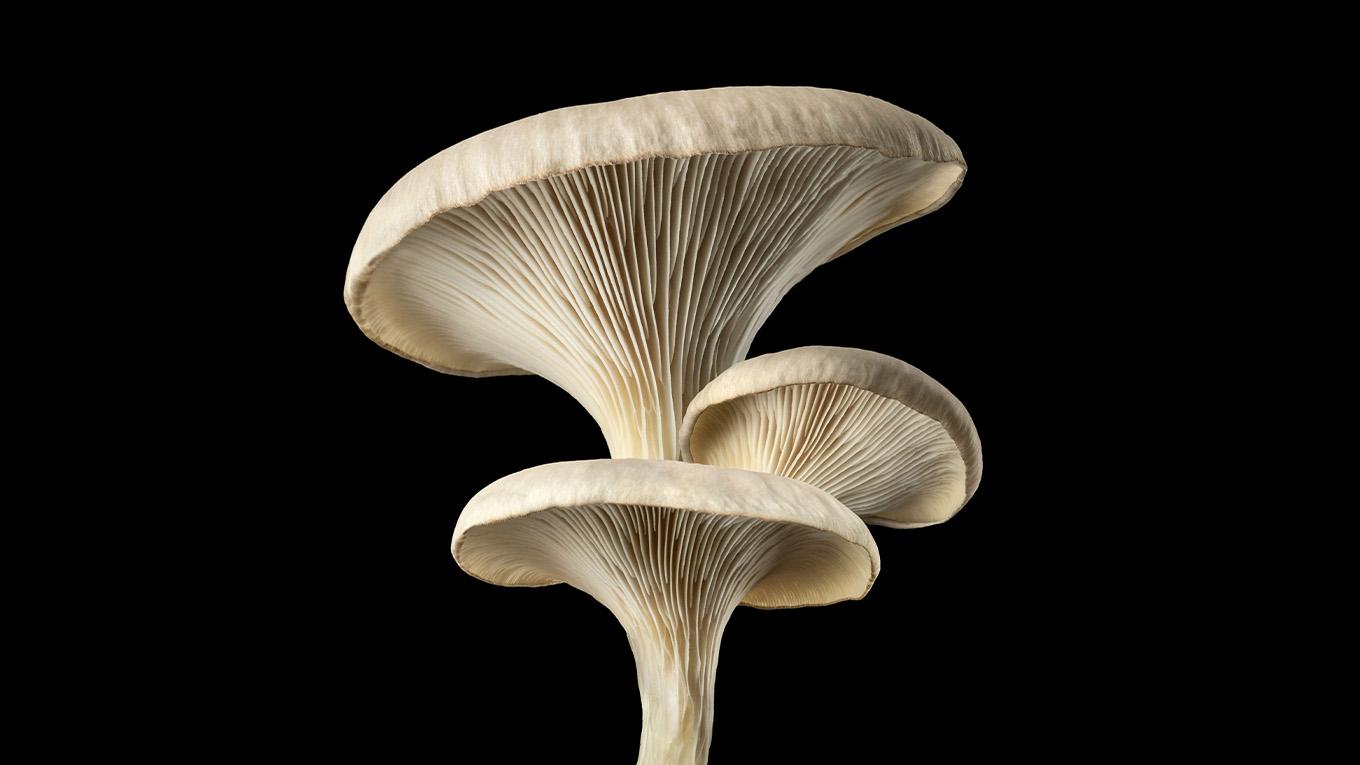 Close-up of mushrooms