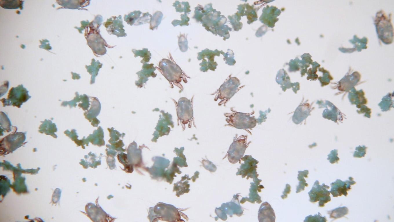 Dust mites