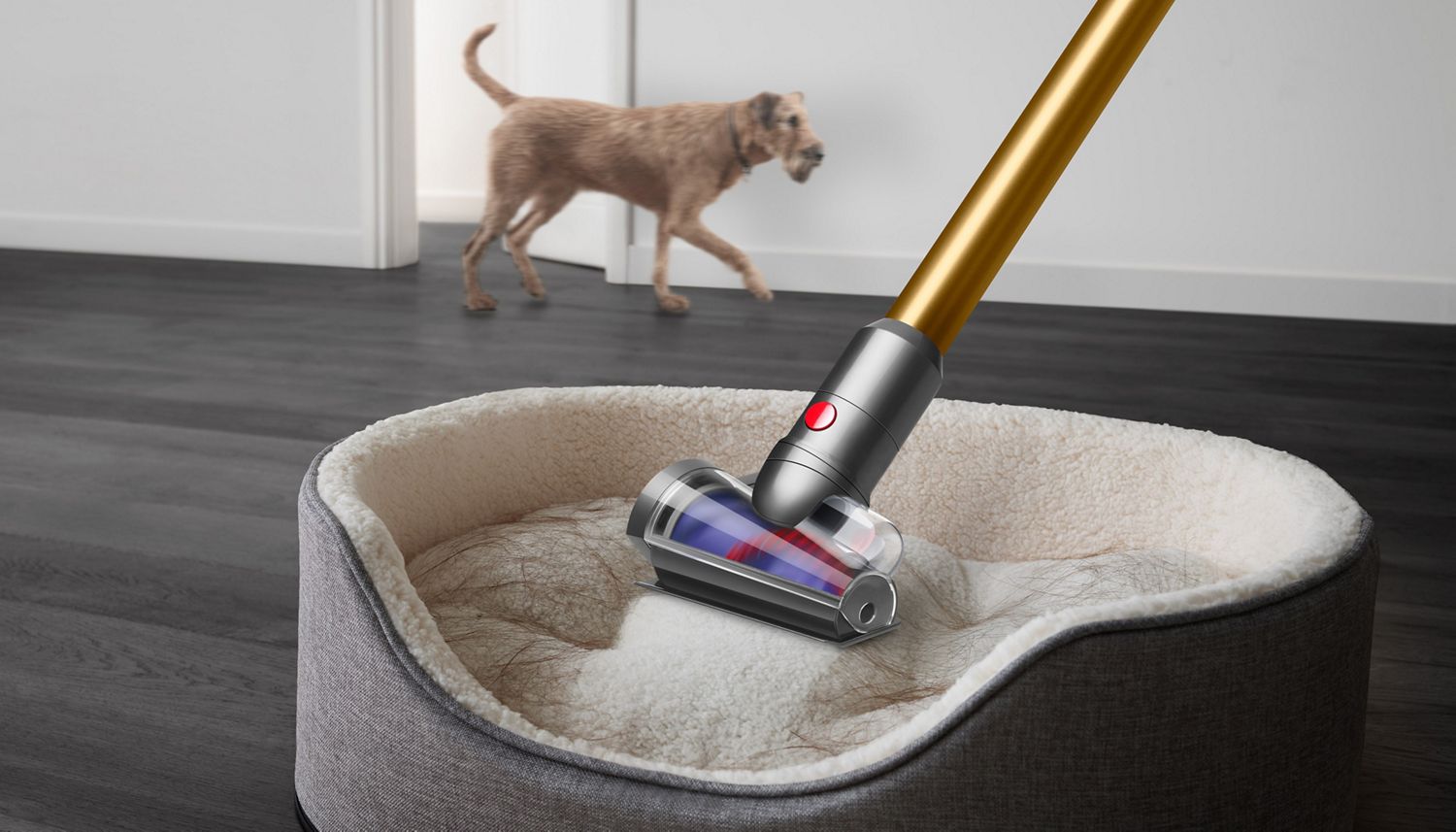 Dyson Hair screw tool used to vacuum dog bed with dog walking in the background