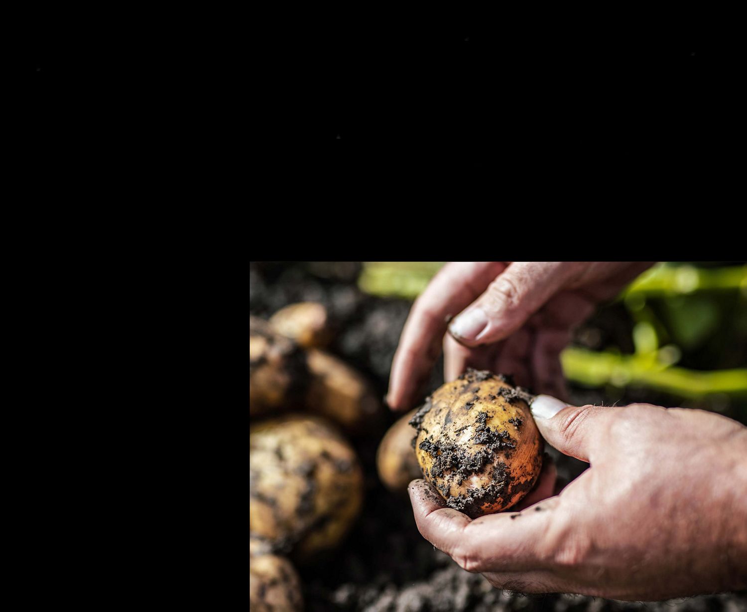 A man holds a potato on the Dyson farm.