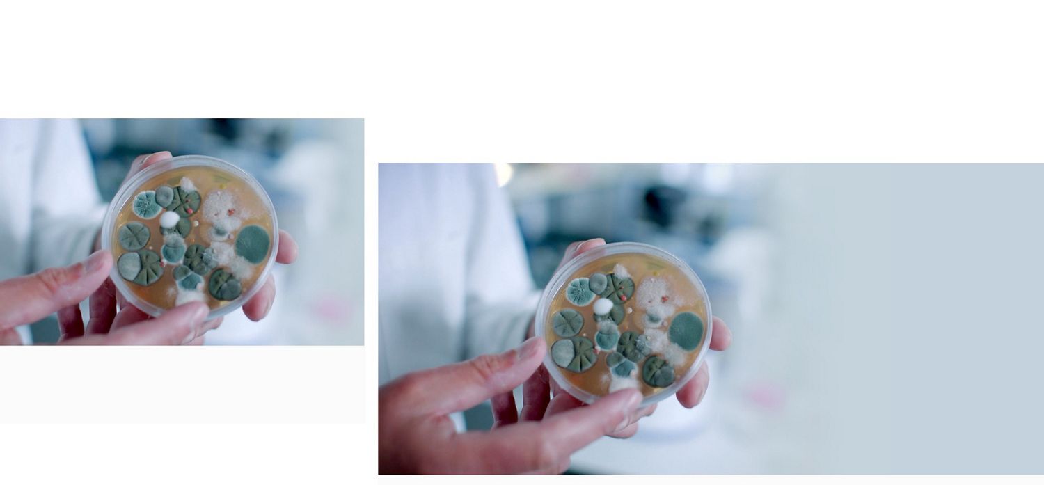 Agar dish showing fungi