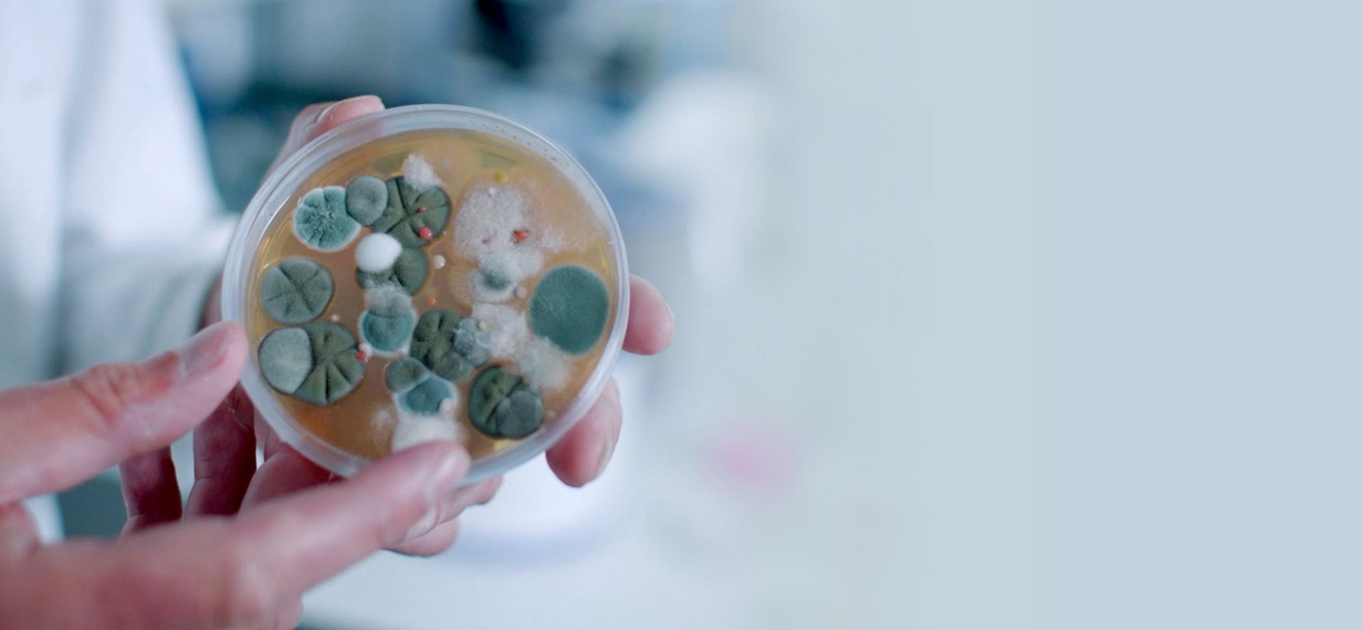 Agar dish showing fungi