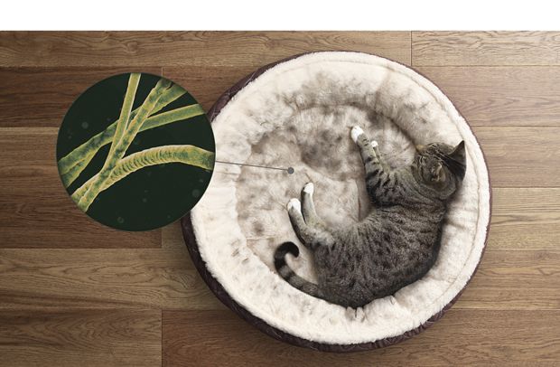 kot leżący na posłaniu